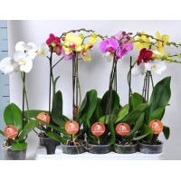 Орхидея-фаленопсис  - заказать доставку цветов онлайн