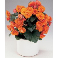 Бегония (Begonia) - заказать доставку цветов онлайн