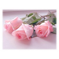 Три розовые розы - заказать доставку цветов онлайн
